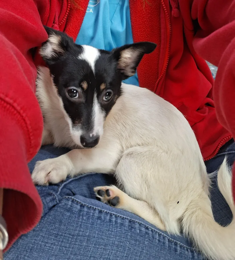 Espresso thumbnail 2