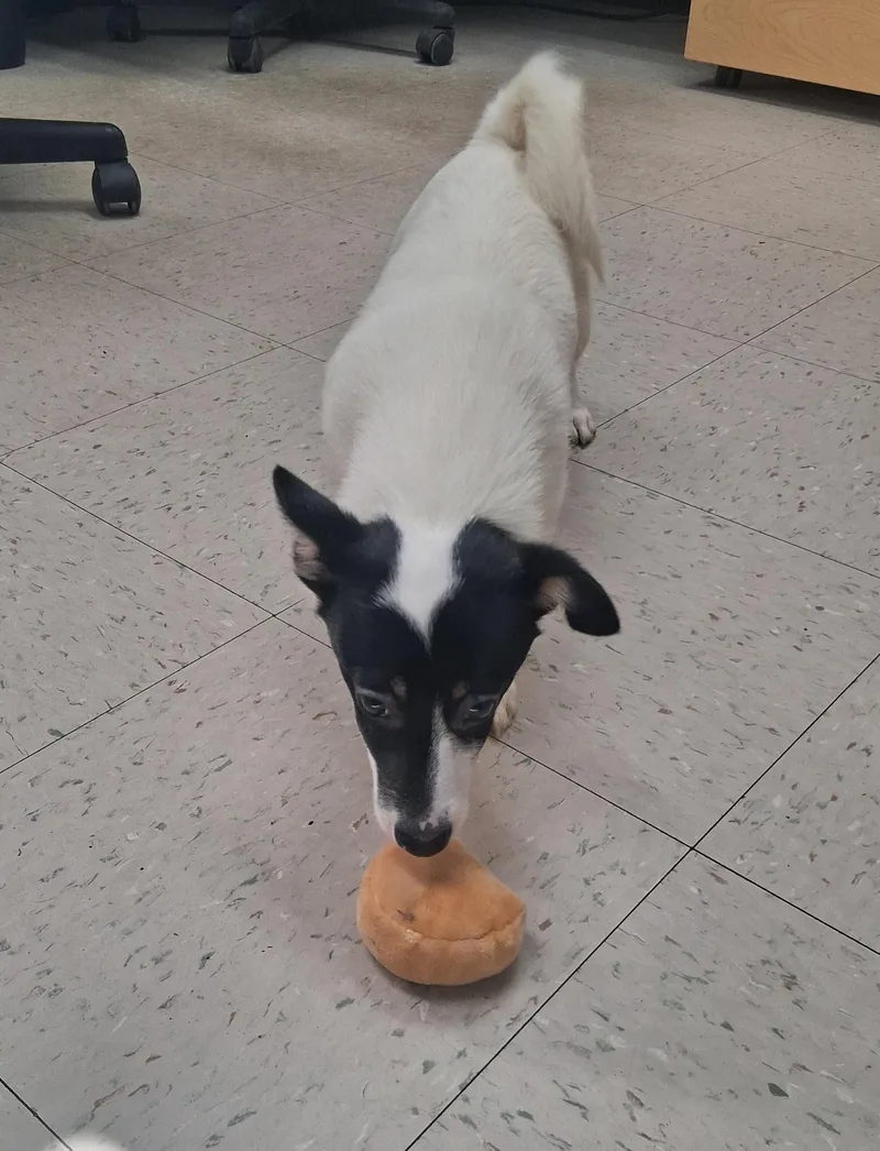 Espresso thumbnail 3