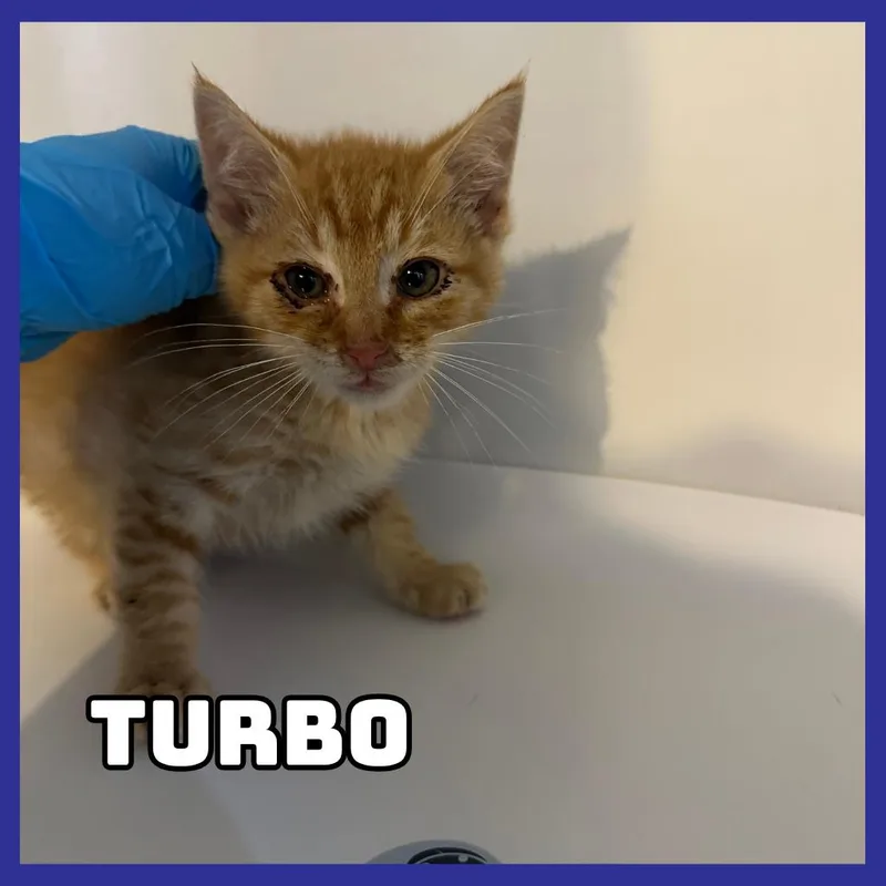 A baby small-sized male Orange / Red Domestic Short Hair cat named Turbo for adoption in Glenwood, MN