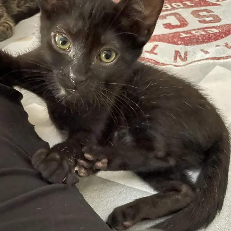 A baby small-sized female Black Domestic Short Hair cat named Robin for adoption in Fort Lauderdale, FL