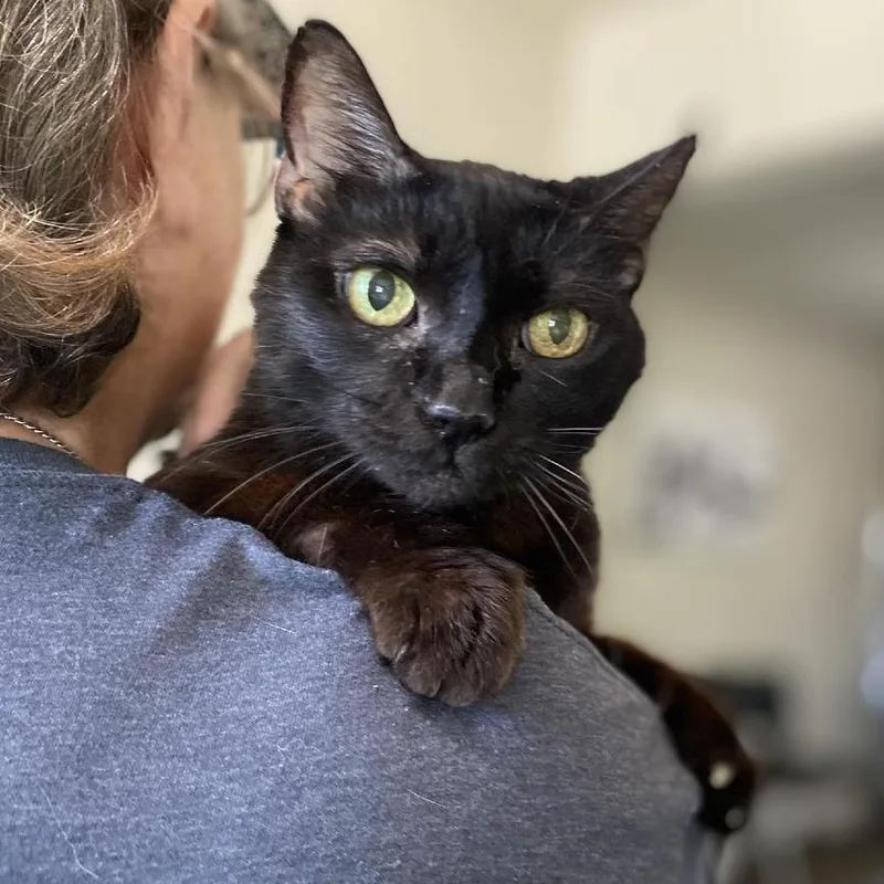 A senior medium-sized female Black Domestic Short Hair cat named Bella Bug for adoption in Ramona, CA