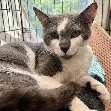 A young medium-sized male Gray & White Domestic Short Hair cat named Ollie for adoption in Flushing, NY