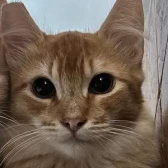 Billy thumbnail 4