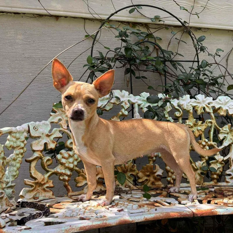 A young small-sized female Yellow / Tan / Blond / Fawn Chihuahua dog named Chloe for adoption in Gulfport, MS