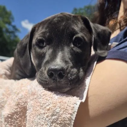 Fiona