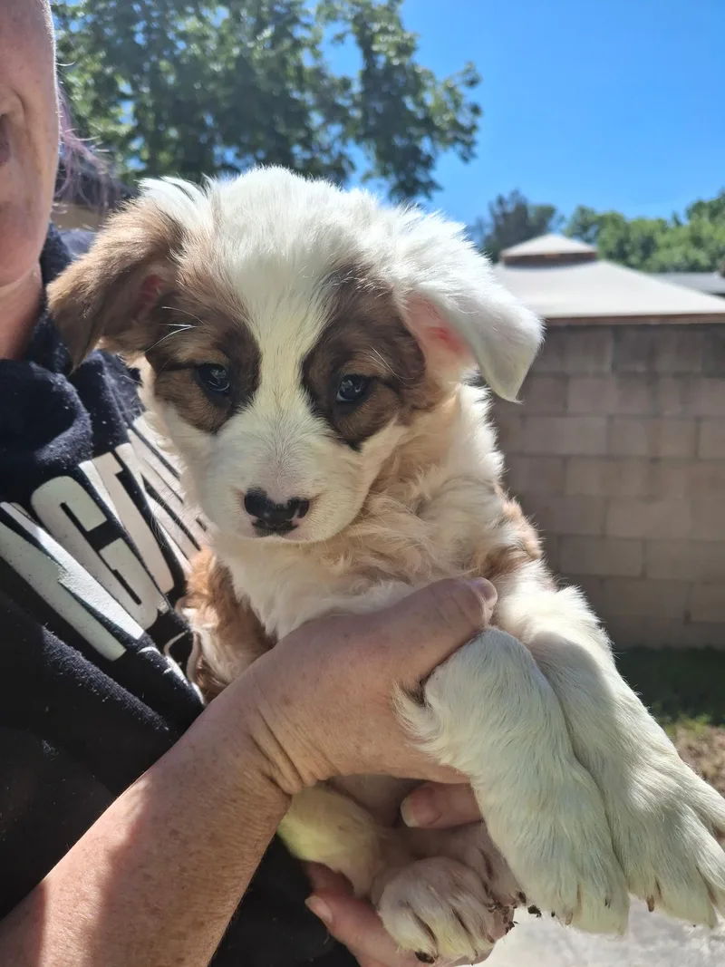 A baby medium-sized female White / Cream Cocker Spaniel dog named Dutchess~ for adoption in Encino, CA