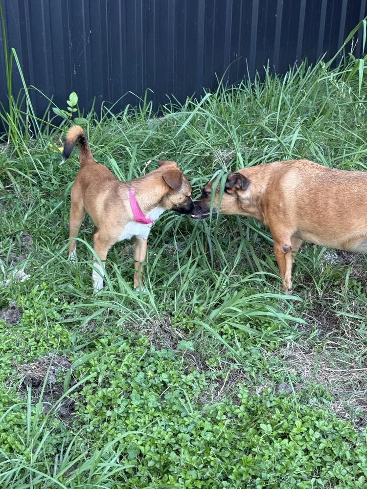 A young small-sized female Terrier dog named Pixie Dust for adoption in Silsbee, TX