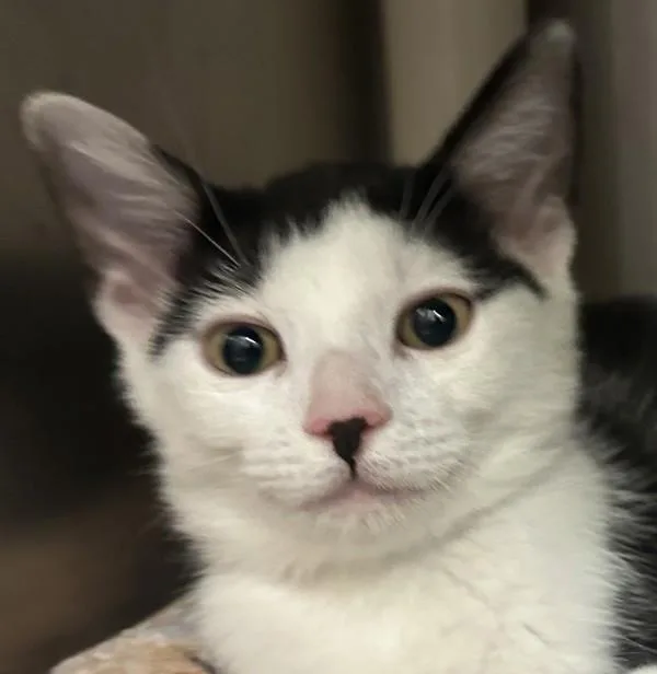 A baby small-sized male Domestic Short Hair cat named Carmelo for adoption in Walnut Creek, CA