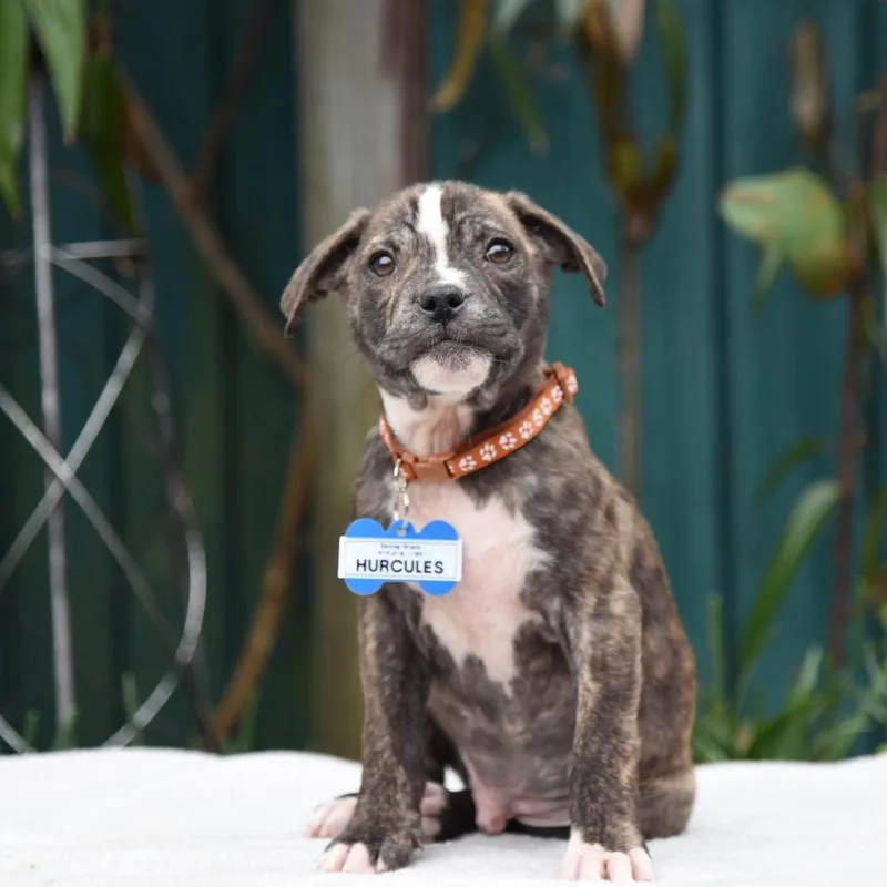 Hercules thumbnail 2