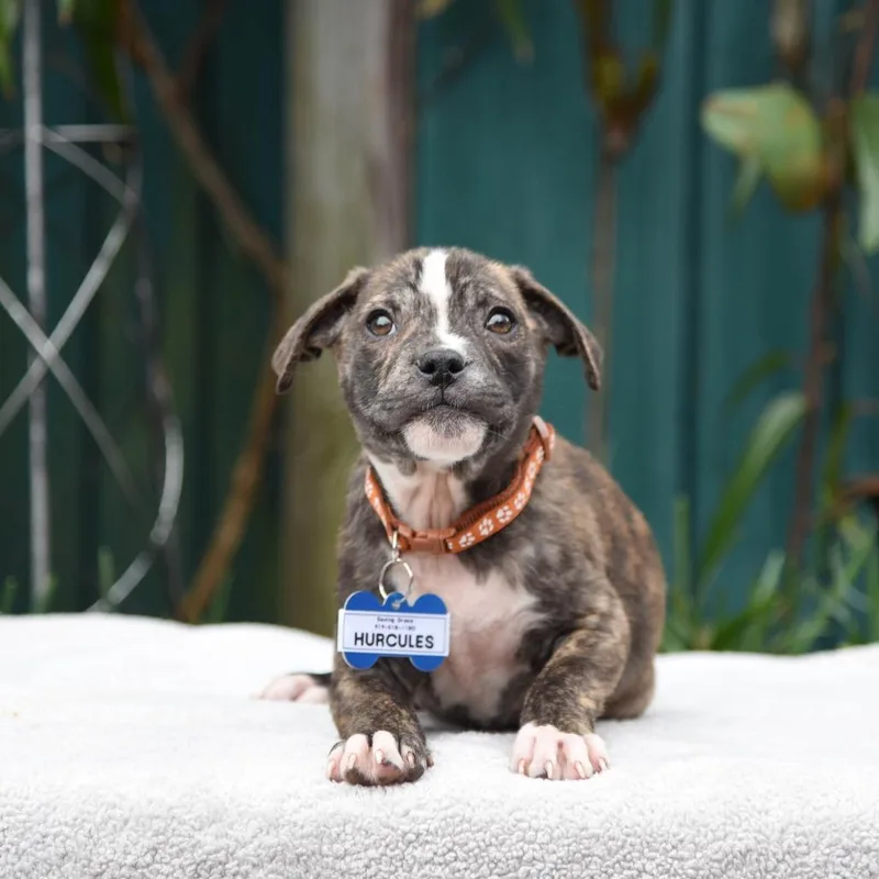 Hercules thumbnail 3