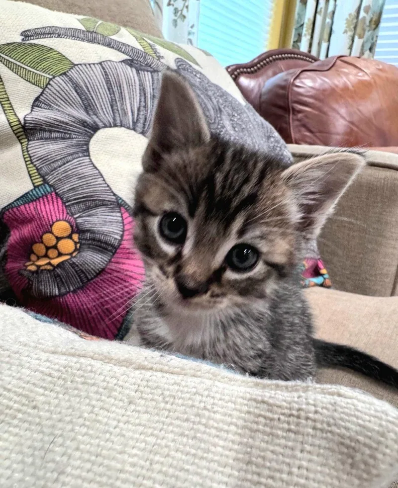 A baby medium-sized male Tabby cat named Codey for adoption in Campbell, CA
