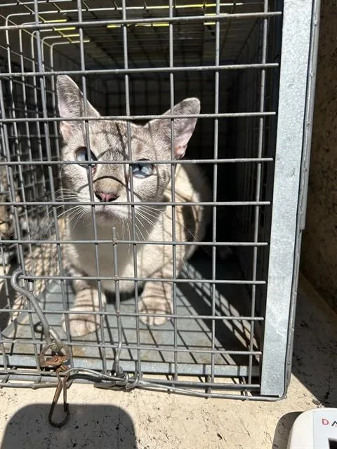 A young medium-sized female Siamese cat named A for adoption in Oklahoma City, OK