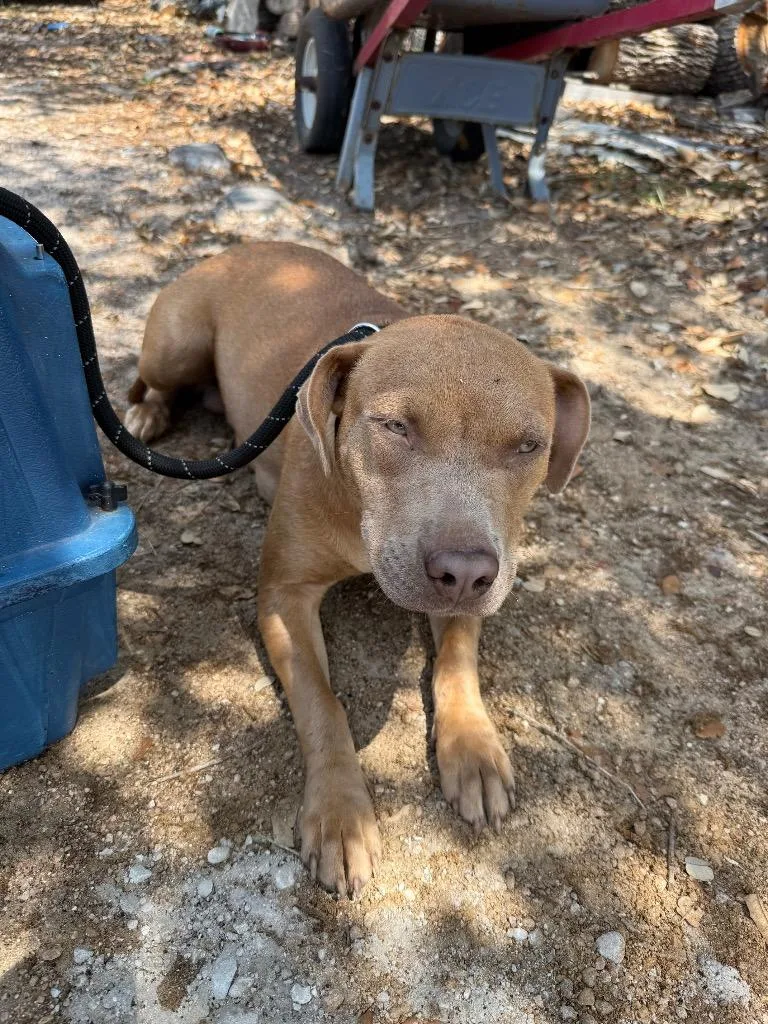A young medium-sized female Mixed Breed dog named Tempe for adoption in Rockport, TX