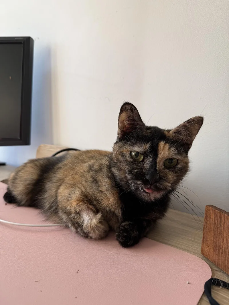 A senior small-sized female Domestic Short Hair cat named Chai for adoption in Philadelphia, PA