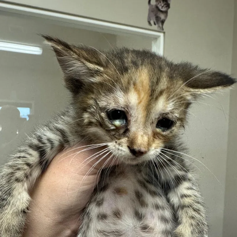 A baby small-sized female Brown / Chocolate Domestic Short Hair cat named Milo for adoption in Shelbyville, IL