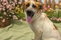 An adult medium-sized male Mixed Breed dog named Clove for adoption in West Chester, PA