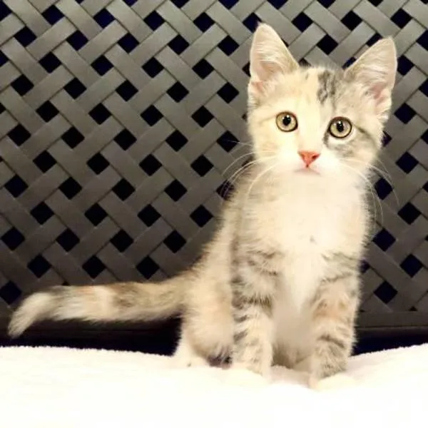 Rori