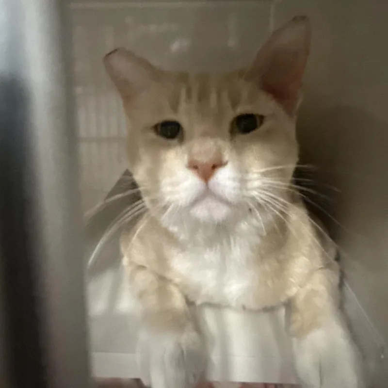 An adult small-sized male Buff / Tan / Fawn Domestic Short Hair cat named Humphrey for adoption in Las Vegas, NV