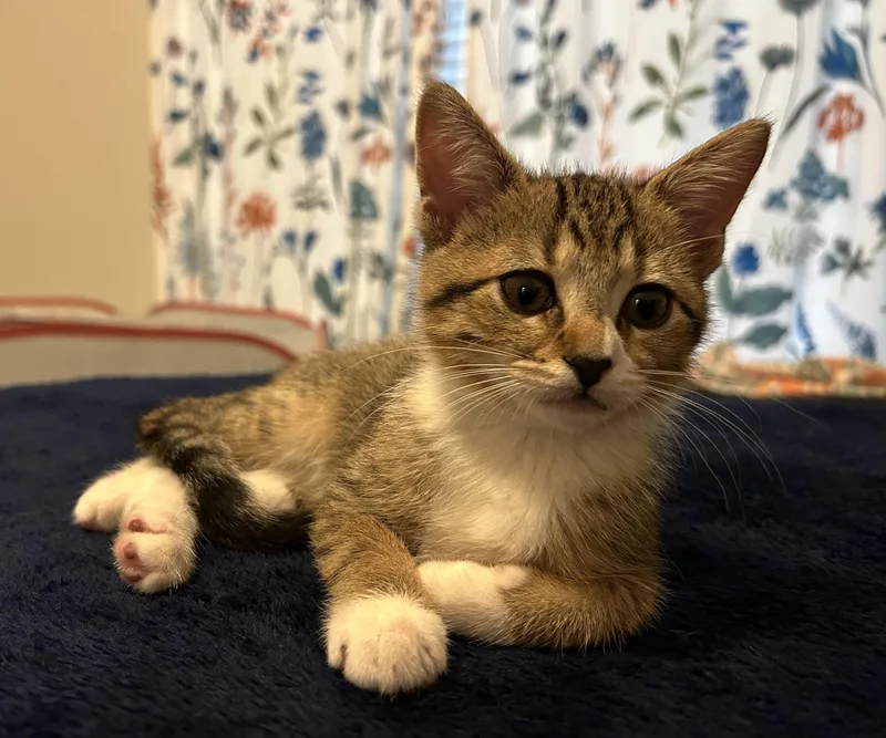 Shishito thumbnail 2