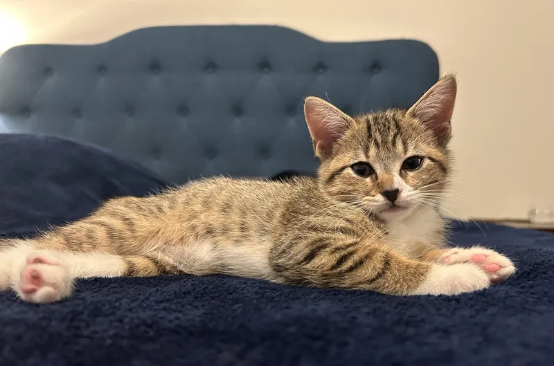 Shishito thumbnail 3