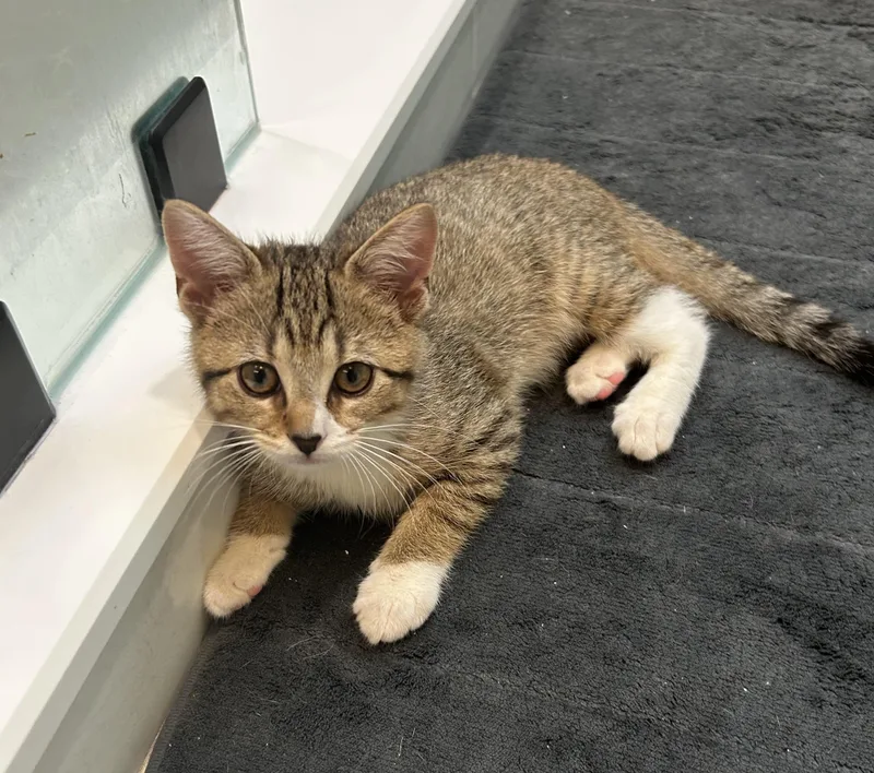 Shishito thumbnail 4