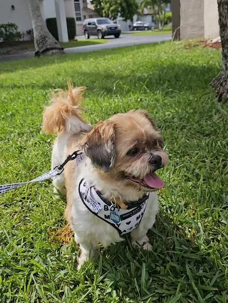 Simba