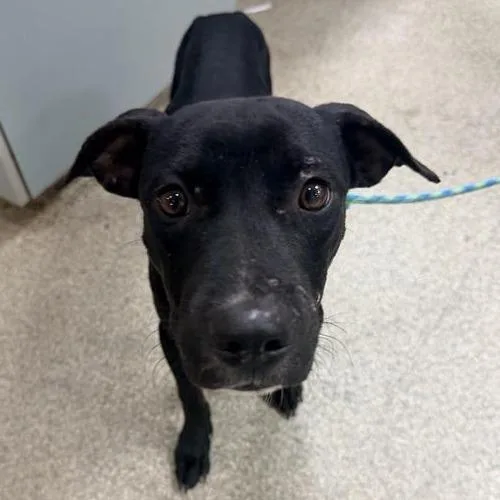 A young small-sized male Mixed Breed dog named Koala for adoption in Jacksonville, FL