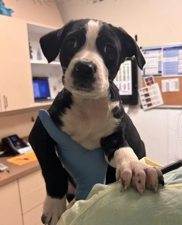 A baby small-sized male Mixed Breed dog named New Hampshire for adoption in Vancouver, WA