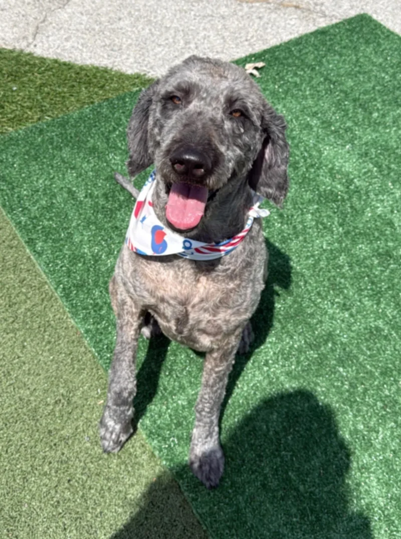 An adult large-sized female Poodle dog named Lady for adoption in Owensboro, KY