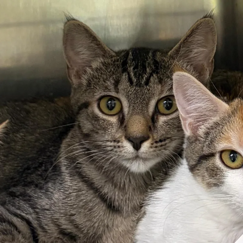 A baby small-sized female Domestic Short Hair cat named Brown Butter for adoption in Cumming, GA
