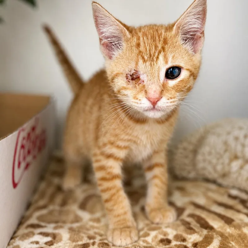 A baby small-sized male Orange / Red Domestic Short Hair cat named Barrett for adoption in Corinth, MS