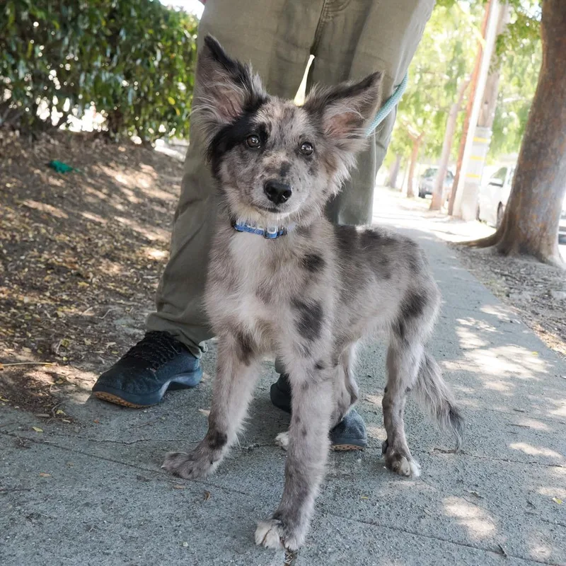 A young medium-sized male Gray / Blue / Silver Australian Shepherd dog named Hikcup for adoption in Point Richmond, CA