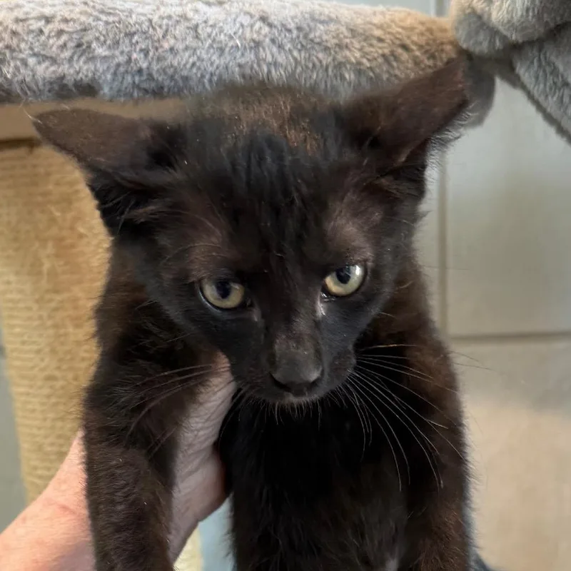 A baby small-sized male Black Domestic Short Hair cat named Shadow for adoption in Midland, TX