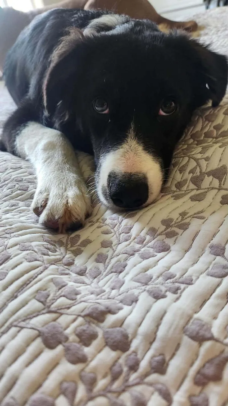 A baby medium-sized female Black Border Collie dog named Lucy for adoption in Grants Pass, OR