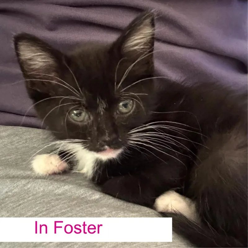 A baby small-sized female Black Domestic Short Hair cat named Carly for adoption in Chapel Hill, NC
