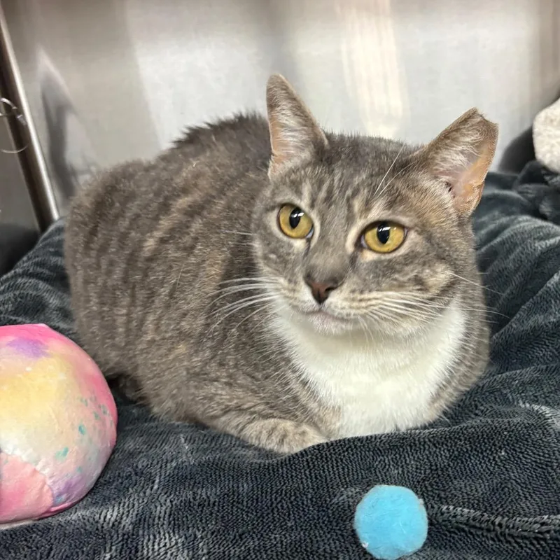 An adult large-sized female Gray / Blue / Silver Domestic Short Hair cat named Katrina for adoption in Los Angeles, CA