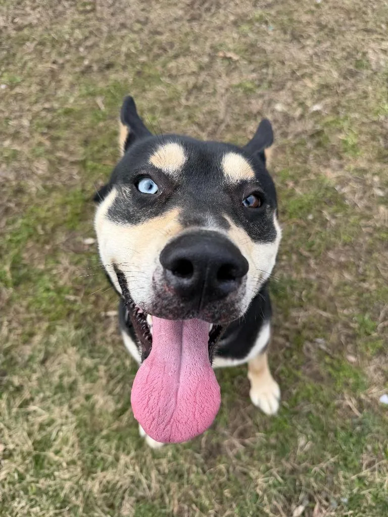 Rock Star thumbnail 4