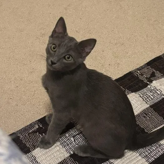 A baby small-sized male Gray / Blue / Silver Domestic Short Hair cat named Eli for adoption in Williston, FL