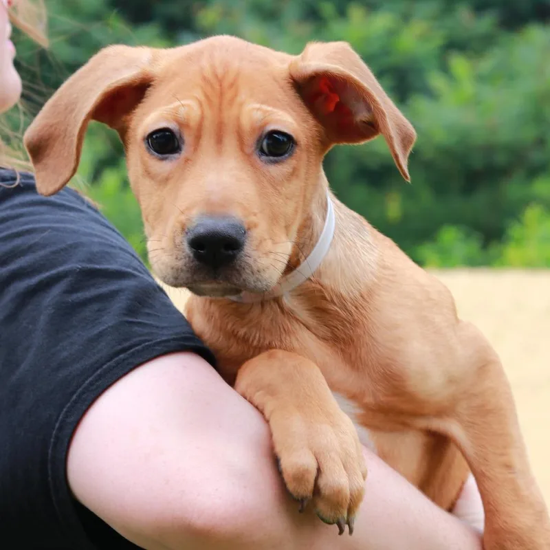 A baby medium-sized male Yellow / Tan / Blond / Fawn Labrador Retriever dog named CT Asher for adoption in Eastford, CT