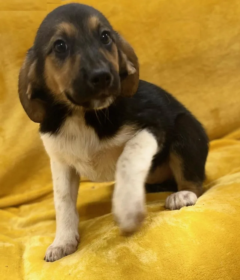 A baby large-sized female Shepherd dog named Sweet Roll for adoption in Orlando, FL