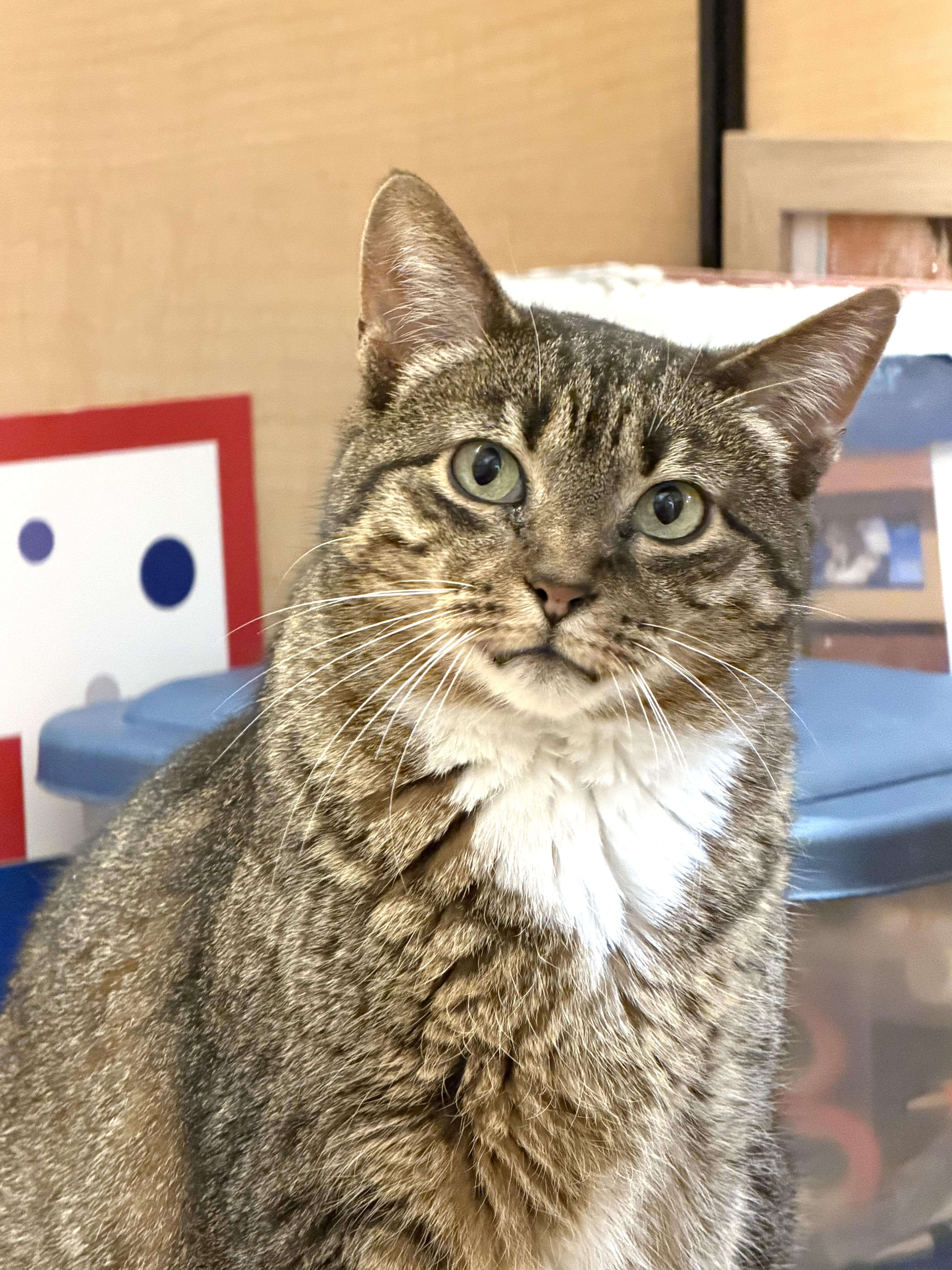 An adult medium-sized female Tabby (Gray / Blue / Silver) Tabby cat named Allie for adoption in Charlotte, NC