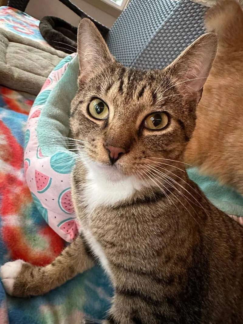 Chito Special Needibd thumbnail 2