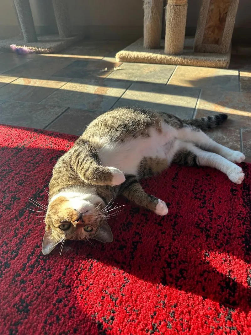 Chito Special Needibd thumbnail 3