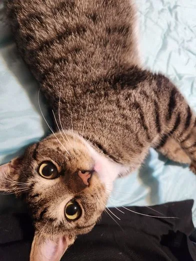 Chito Special Needibd thumbnail 4