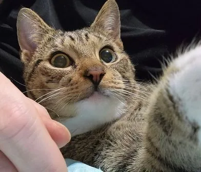 Chito Special Needibd thumbnail 5