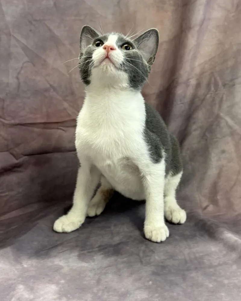 A baby medium-sized female Domestic Short Hair cat named Charlotte for adoption in Springfield, GA