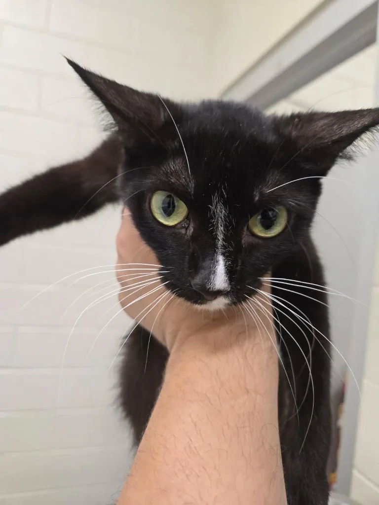 A young medium-sized female Domestic Short Hair cat named 2026-06-117 for adoption in Winder, GA