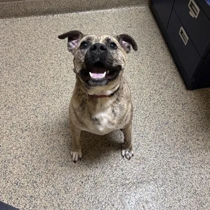 An adult large-sized male Mixed Breed dog named Gotti for adoption in Merriam, KS