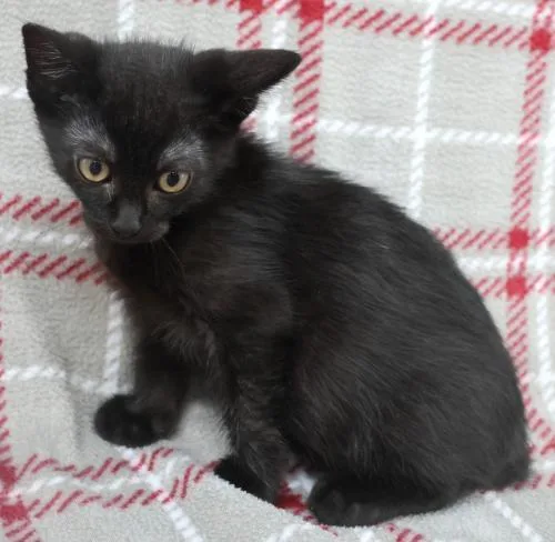 A young medium-sized male Black Domestic Short Hair cat named Xylo for adoption in Thief River Falls, MN