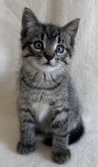 A young medium-sized male Domestic Short Hair cat named Charlie for adoption in Buffalo, MN